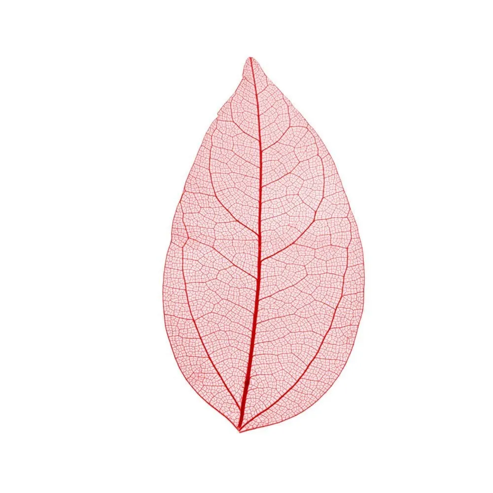Cocktail Ceremony Skeleton Leaves decorazioni 100 pezzi 5-7 cm