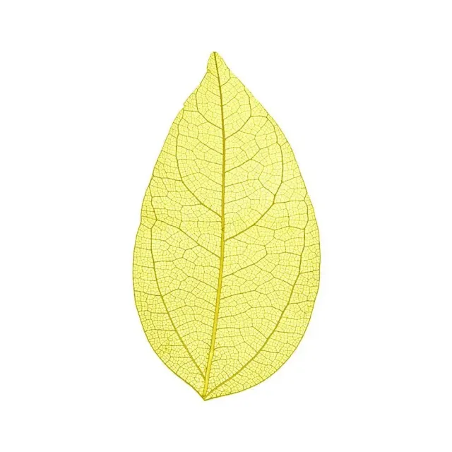 Cocktail Ceremony Skeleton Leaves decorazioni 100 pezzi 5-7 cm