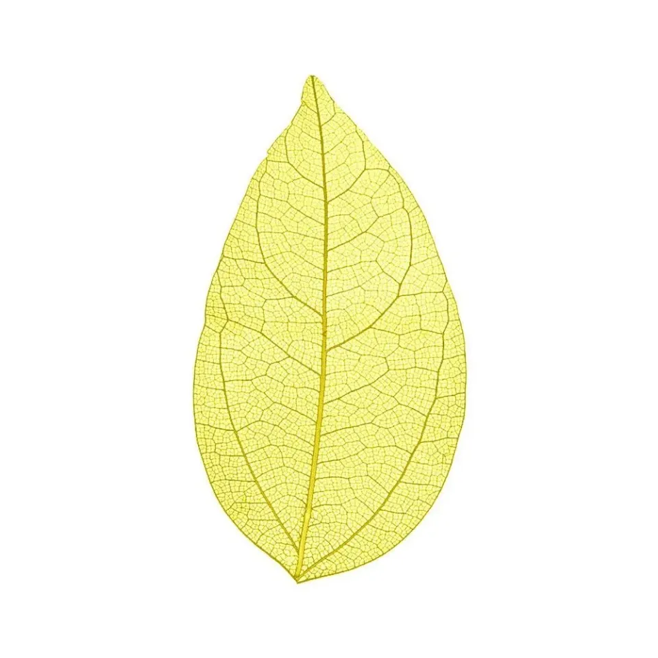Cocktail Ceremony Skeleton Leaves decorazioni 100 pezzi 5-7 cm