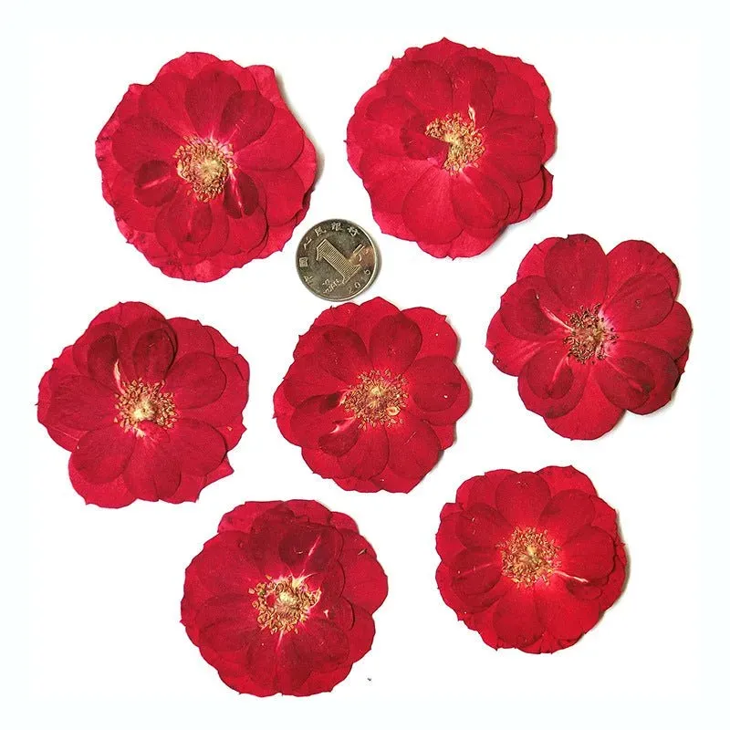 Cocktail Ceremony fiori secchi decorazione 50 pz assortiti