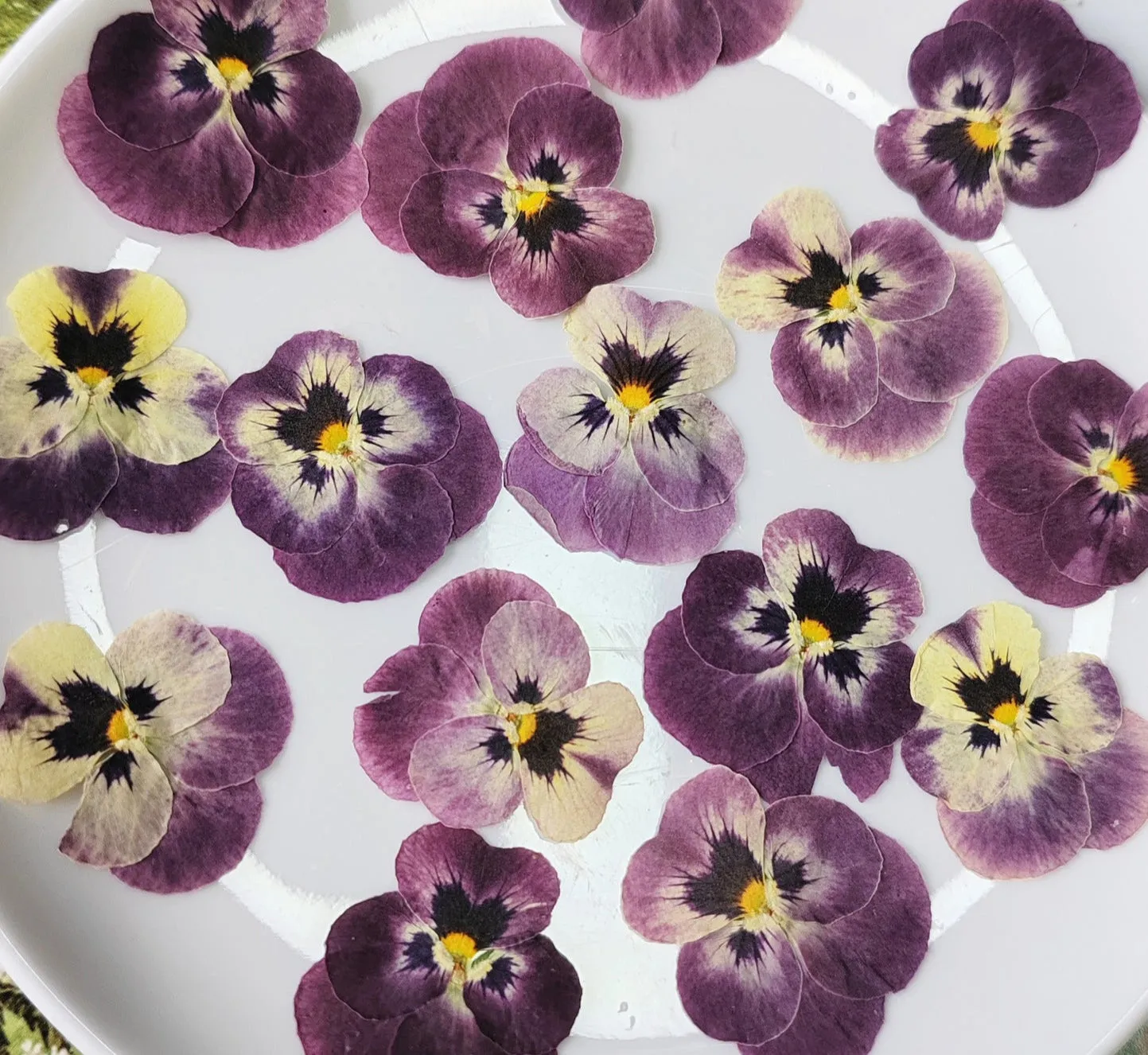 Cocktail Ceremony fiori edibili viola secchi 20 pz