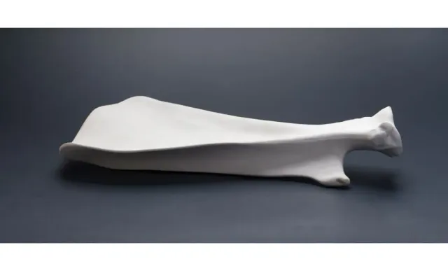 Showbar Scapola Piatto Porcellana 33x20 cm