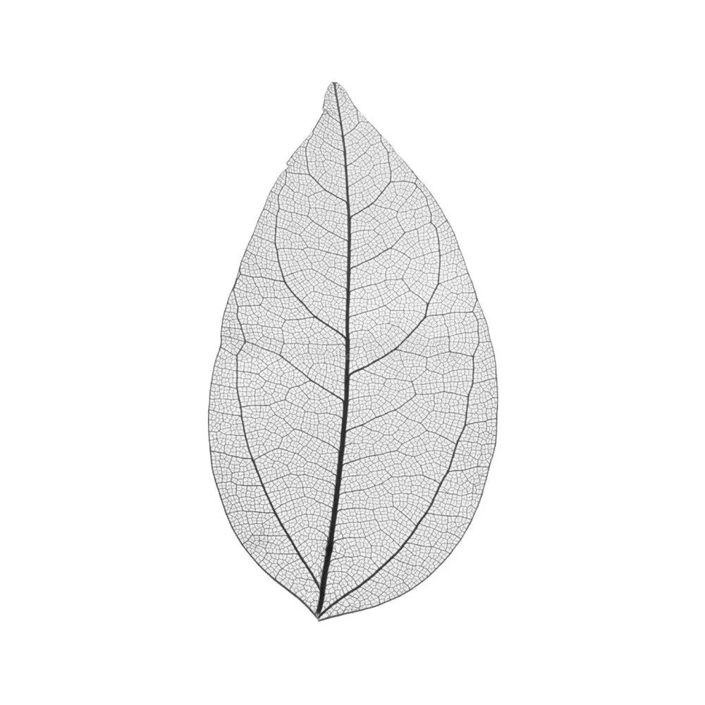Cocktail Ceremony Skeleton Leaves decorazioni 100 pezzi 5-7 cm