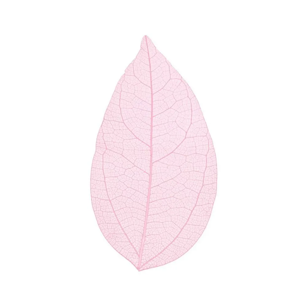 Cocktail Ceremony Skeleton Leaves decorazioni 100 pezzi 5-7 cm