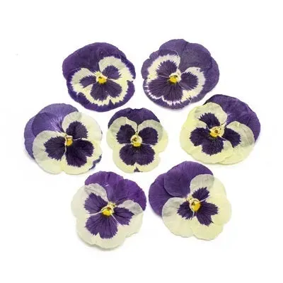 Cocktail Ceremony fiori edibili viola secchi 20 pz
