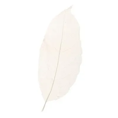 Cocktail Ceremony foglie magnolia scheletrate 10 pezzi decoro
