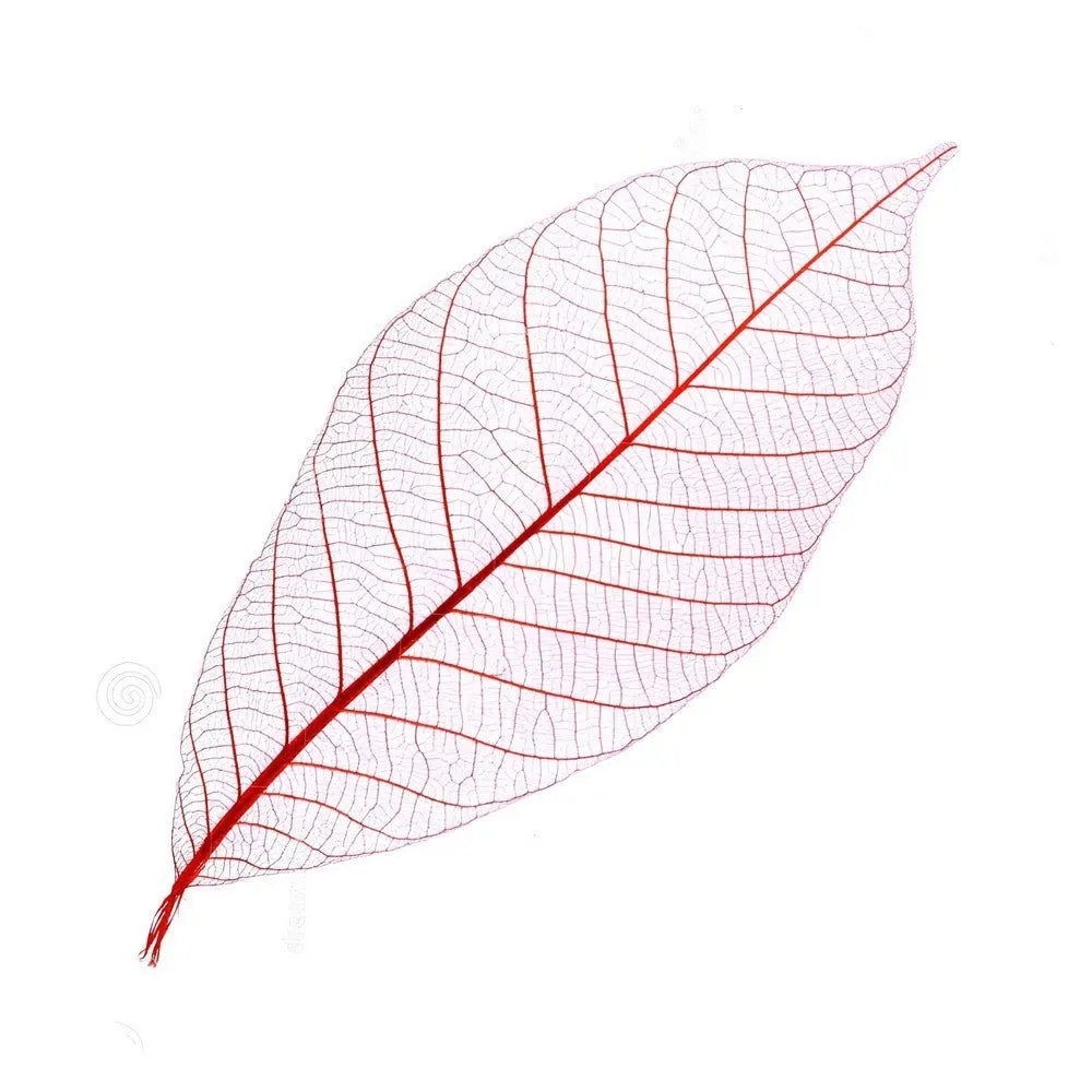 Cocktail Ceremony Skeleton Leaves decorazioni 100 pezzi 5-7 cm